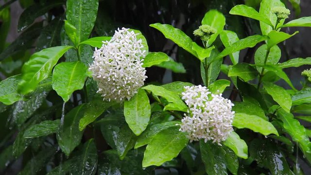 white Lxora flowers in the rain.