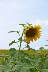 A field of sunflowers. Big yellow flowers field. Flowers with seeds.