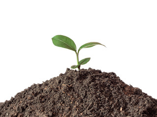 Green sprout growing out from soil isolated on white background