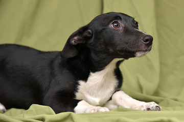 black with a white dog mestizo ears up on a green background