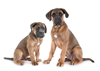 Obraz premium puppies cane corso