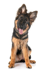 puppy german shepherd