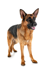 german shepherd in studio