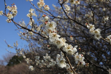 梅