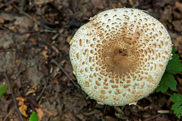 Mushroom umbrella in the forest at the side of the road, close-up. The view from the top.