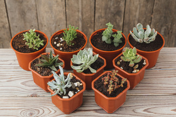 mini green succulent house plants in brown plastic pots