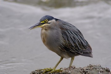 striated heron close up