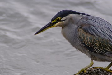 striated heron close up