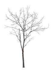 young winter tree with bare branches