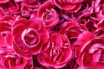 Red carnations spray flower is blooming in bouquet at flower market,celebration,colorful pattern nature background,selective focus