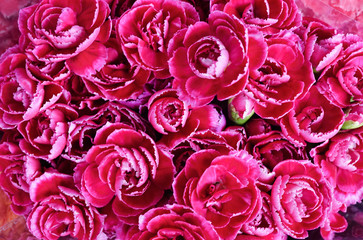 Red carnations spray flower is blooming in bouquet at flower market,celebration,colorful pattern nature background,selective focus