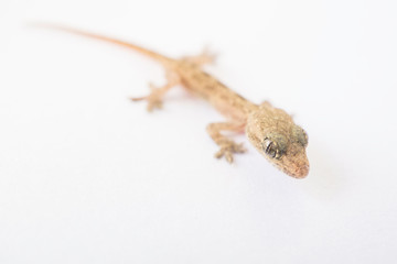 Asian House lizard (hemidactylus) or baby little gecko isolated on white blurred background