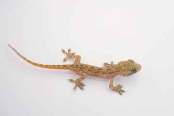 Naklejka premium Asian House lizard (hemidactylus) or baby little gecko isolated on white blurred background