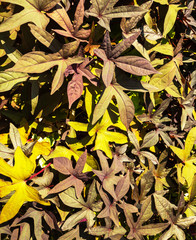 Colorful background of autumn leaves, copy space, back to school. Backdrop for text, banner, card