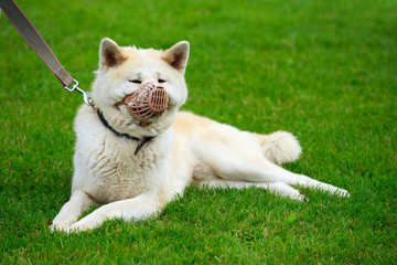 Dog breed Akita Inu