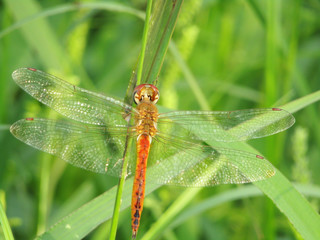 rea dragonfly insect in green grass