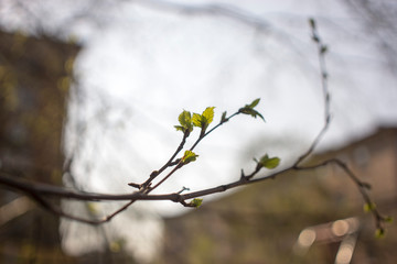 Blooming earrings on the branches of trees. Tree earrings on blurred brown background.