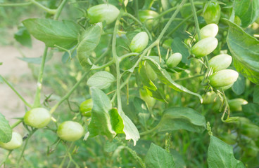 Fresh ripe green tomatoes and yellow tomatoes  plant organic vegetable with droplets hanging on the vine of tomato tree for cooking or tomato juice high fiber,healthy food.Baby tomato