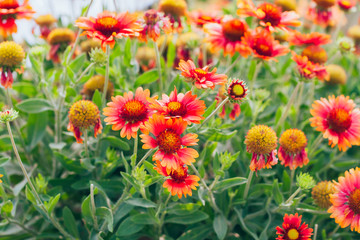 Outdoor spring, blooming yellow flower, gerbera，Gaillardia pulchella Foug