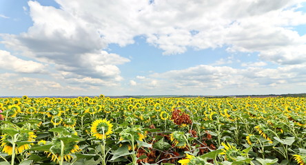 Sunflowers in the field and close-up on a background of blue sky.