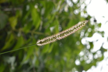 caterpillar on a blade of green grass