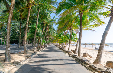 Slate Road and Coconut Trees by the Roadside, Leizhou Peninsula Coast, China