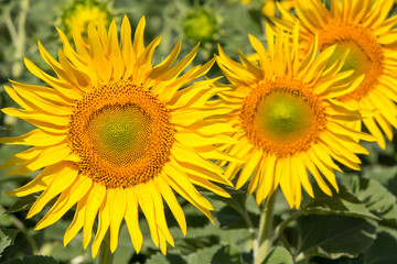 Obraz premium scenic wallpaper with a close-up of sunflower against green background with flowers