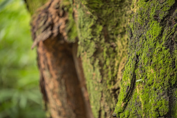 夏　風景　日本