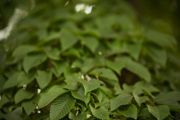 夏　風景　日本
