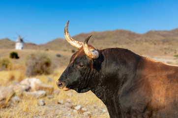 A spanish bull outdoor in the countryside on a field in sunshine and blue sky. In the background...