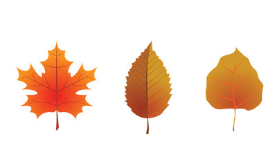 Autumn leaves set, isolated on white background. Vector illustration.
