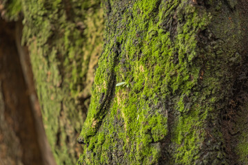 夏　風景　日本