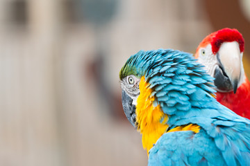 Two amazon colorful Ara sitting on a branch