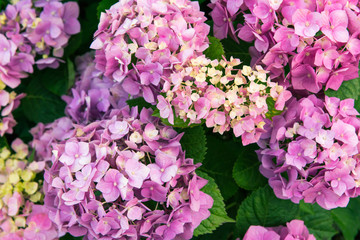 Bush violet, purple hydrangea close up