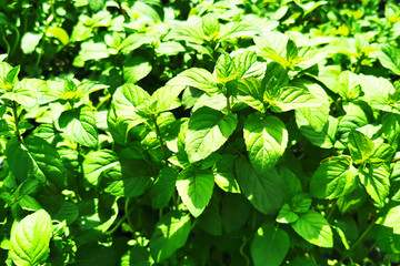 mint plant texture