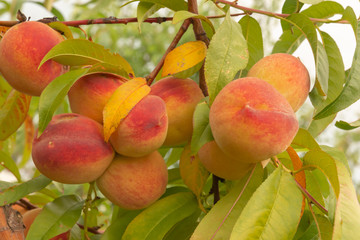 Ripe, orange, fleecy peaches hang on a tree in the summer.