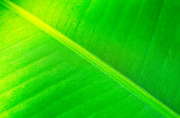 Texture of Fresh Green banana leaf.