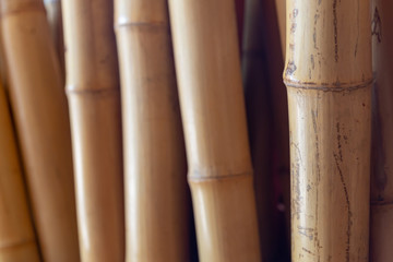 Dry yellow bamboo stands upright. Background image. Interior.