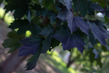 Purple maple leaves on the tree.