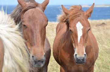 Horses in Brittany, France