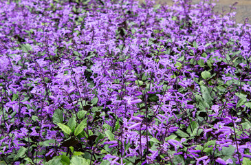 Obraz premium The Flowering plants growing in a greenhouse in summer day. Selective focus.