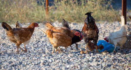White and multi-colored domestic chickens in the yard in the countryside. Hens walk in the yard