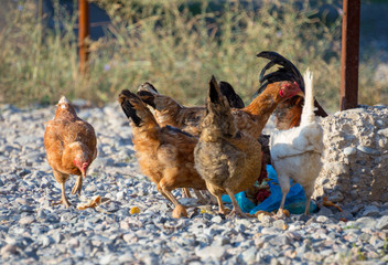 White and multi-colored domestic chickens in the yard in the countryside. Hens walk in the yard