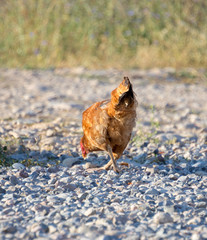 White and multi-colored domestic chickens in the yard in the countryside. Hens walk in the yard