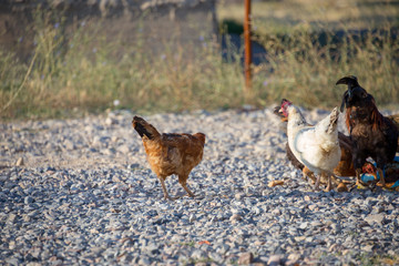 White and multi-colored domestic chickens in the yard in the countryside. Hens walk in the yard