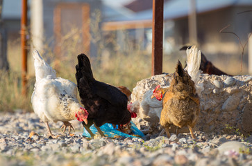 White and multi-colored domestic chickens in the yard in the countryside. Hens walk in the yard