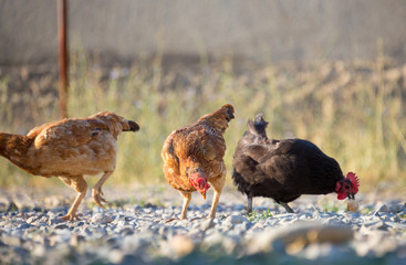 White and multi-colored domestic chickens in the yard in the countryside. Hens walk in the yard