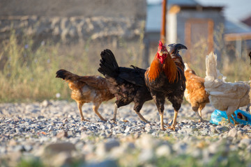 White and multi-colored domestic chickens in the yard in the countryside. Hens walk in the yard