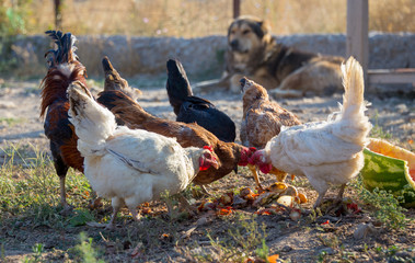 White and multi-colored domestic chickens in the yard in the countryside. Hens walk in the yard