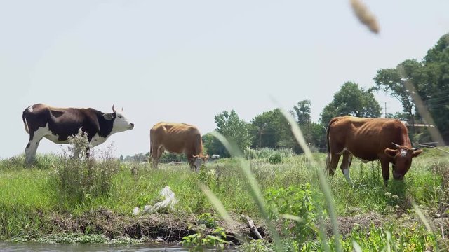 Group of cows eating grass on meadow field near river stream.